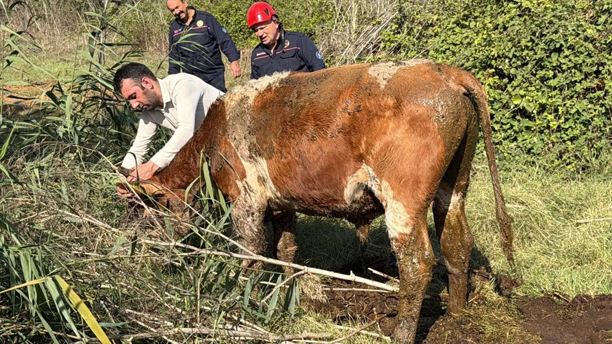 Kocaeli’de bataklığa saplanan 2 büyükbaş hayvan halat yardımıyla kurtarıldı