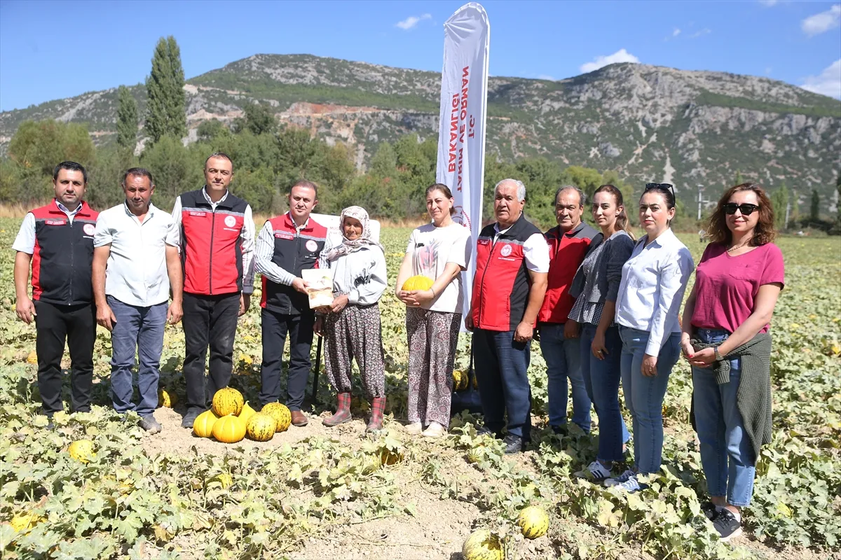 Menteşe’de Yayla kavunu ve Ata sebzelerinde hasat yapıldı Menteşe’de Yayla kavunu ve Ata sebzelerinde hasat yapıldı