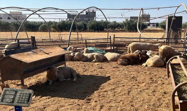 Ürdünlüler bayramın birinci gününü kurban kesmeye değil akraba ziyaretlerine ayırıyor Ürdünlüler bayramın birinci gününü kurban kesmeye değil akraba ziyaretlerine ayırıyor
