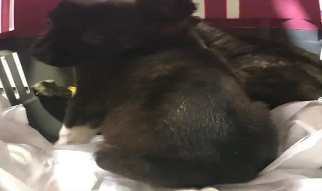 Edirne’deki hayvan barınağında köpek yavrularının çöpe atılmasıyla ilgili 2 şüpheli yakalandı