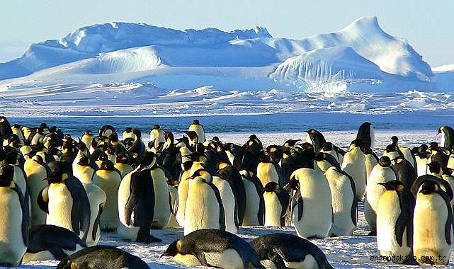 Antarktika’daki penguenlerin üreme dönemi iklim değişikliğiyle erkene kaydı Antarktika’daki penguenlerin üreme dönemi iklim değişikliğiyle erkene kaydı