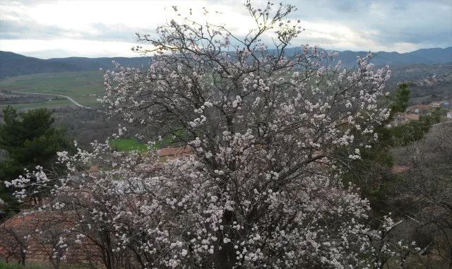 Çorum’da badem ağaçları erken çiçek açtı Çorum’da badem ağaçları erken çiçek açtı