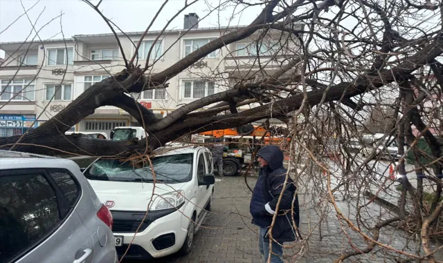 Kırklareli’nde fırtınada üzerine ağaç devrilen otomobil hasar gördü Kırklareli’nde fırtınada üzerine ağaç devrilen otomobil hasar gördü