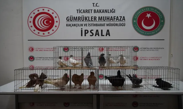 İpsala Sınır Kapısı’nda minibüste aralarında alpakaların da olduğu cins hayvanlar ele geçirildi İpsala Sınır Kapısı’nda minibüste aralarında alpakaların da olduğu cins hayvanlar ele geçirildi
