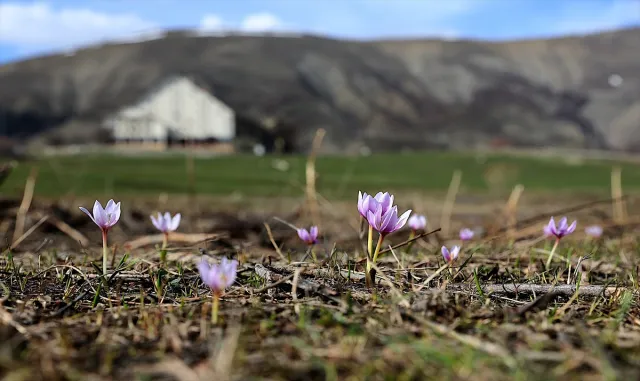 Bayburt’ta baharın habercisi çiğdemler doğaya renk kattı Bayburt’ta baharın habercisi çiğdemler doğaya renk kattı