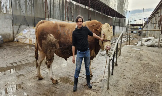 Ağrı’da 1 ton 190 kilogramlık kurbanlık boğa 500 bin liraya satıldı Ağrı’da 1 ton 190 kilogramlık kurbanlık boğa 500 bin liraya satıldı