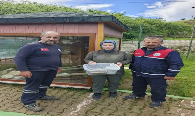 Ordu’da bir evde bulunan piton Giresun’da koruma altına alındı Ordu’da bir evde bulunan piton Giresun’da koruma altına alındı