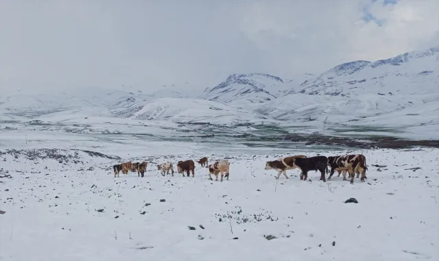Şırnak’ın yüksek kesimlerinde kar etkili oldu Şırnak’ın yüksek kesimlerinde kar etkili oldu