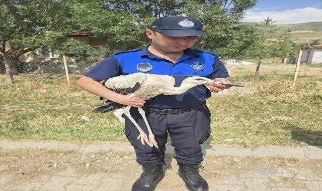 Çankırı’da yuvasından düşen yavru leylek tedavi altına alındı Çankırı’da yuvasından düşen yavru leylek tedavi altına alındı