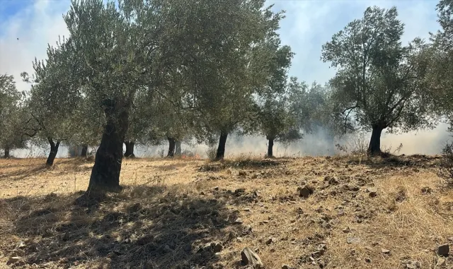 Balıkesir’de zeytinlikte çıkan yangın söndürüldü Balıkesir’de zeytinlikte çıkan yangın söndürüldü