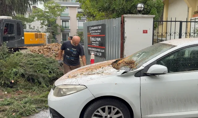 Maltepe’de kesilen ağacın iki aracın üzerine devrilmesi kamerada Maltepe’de kesilen ağacın iki aracın üzerine devrilmesi kamerada